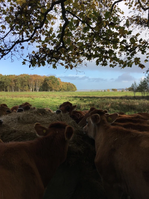 Køer der spiser af en pakke inselage under skyggen af skoven på en solrig dag, med udsigt til himlen